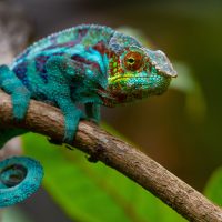 Reptilien & Amphibien