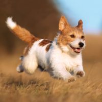 Kleiner Hund